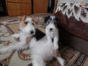 Девочка фокстерьер жесткошерстный 125 у.е  или 1.9 млн.бел.руб. #1236340