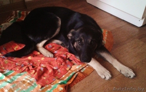 крупная собака в дар #1241534