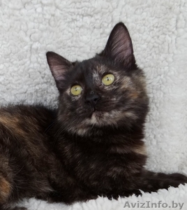 котики подростки ищут дом #1212280