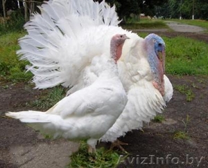 Продам индюшат БИГ-6 Польша #1241454