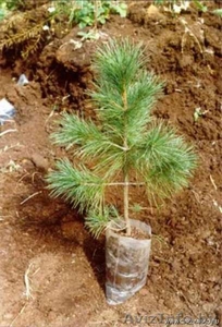 саженцы кедра и других хвойных  #1232242