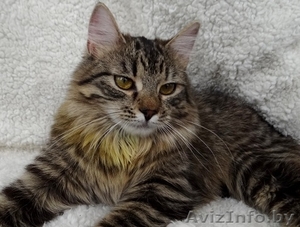 кошечка подросток  Киви в дар #1242277