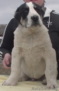 Алабай (среднеазиатская овчарка) чистокровные щенки #1231218