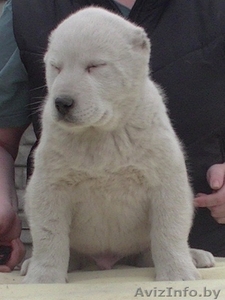 Алабай (среднеазиатская овчарка),  чистокровные щенки #1237653