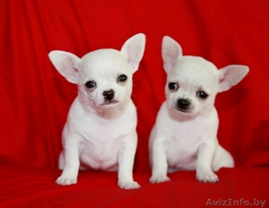 щенки чихуахуа белого окраса #1239158