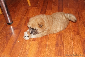 щенки чау-чау пушистые #1233901