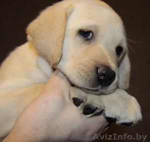 Щенок лабрадора мальчик палевый 1, 5 мес. #1229517