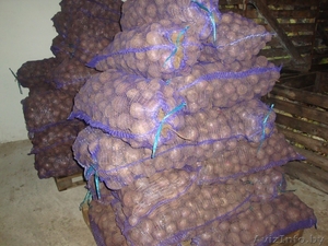 Картофель продам 5+ #1240576