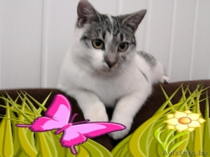 Китти верит в чудеса! #1223776