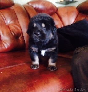 щенки тибетского мастифа  к резервированию #1235721