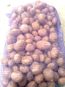 Картофель крупным оптом напрямую от производителя в Беларуси #1234626