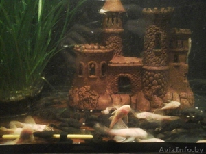 продам анциирусов ! #1231002