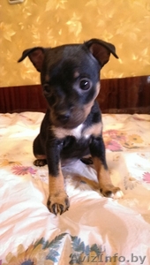 той-терьеры русские,  щенки #1238006