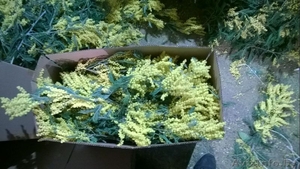 МИМОЗА - ЦВЕТЫ К ПРАЗДНИКУ #1228569