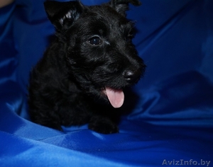 4 щенка скотч-терьера #1232126