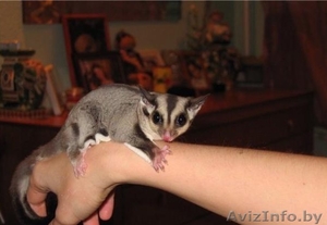 Белочка летяга Поссумы  #1241948