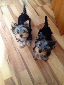 Девочки йокширки #1243325