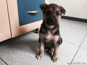 Щенок в дар !!!  #1230200