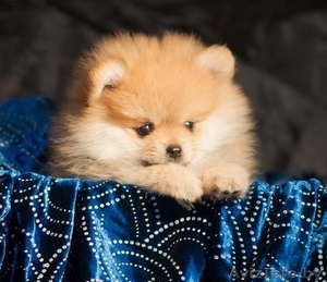 Щенки померанского шпица.Девочки. #1240219