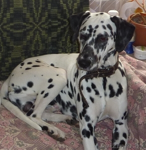 Вязка  далматина #1238248