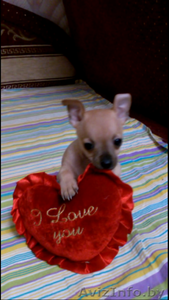 Милые Той-Терьеры #1232206