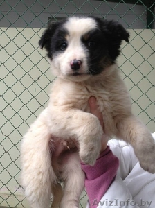 Щенок Сноу в дар,  в добрые руки #1231602