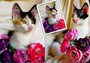 трехцветка в дар #1250671