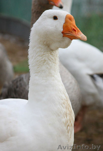 Продам гусят линдовской породы #1248039
