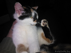 котята в дар в добрые руки #1249126