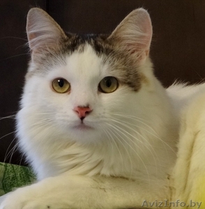 котик Лаврик ищет дом #1255890