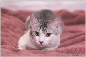 Кот Леопольд - носик сердечком #1250373