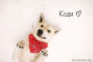 Коди - очаровательная молодая собака в дар. #1246166