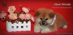 Щенки японской Акита-Ину #1246852