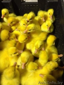 Гусята линдовской породы в Минске #1248037