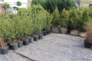 Декоративные растения для озеленения и ландшафтного дизайна #1257302