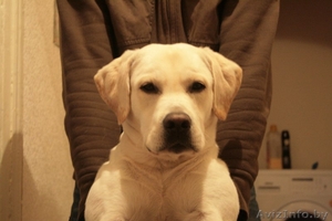 Вязка кобеля лабрадора #1248539