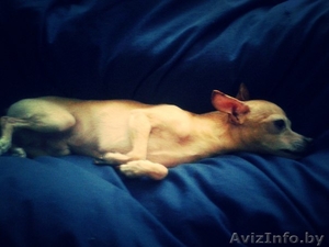 Вязка той-терьер #1252614