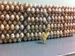 техасский белый перепел #1247443