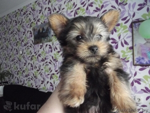 Обворожительные, игривые и веселые щенки Йоркширского терьера (два мальчики)  #1257083