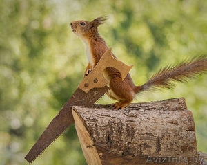 заточка-развод ленточных пил по дереву #565119