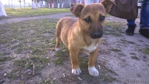 Щенок приучен к выгулу в дар,  можно в частный дом #1255413