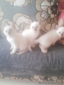 Сиамские котята )))))))) #1254950