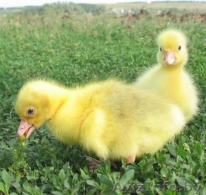 Продам гусят в Минске #1248033