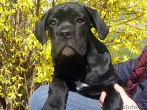 перспективные щенки кане корсо #1252504