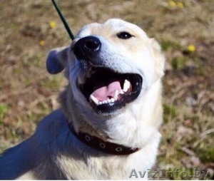 Коди - очаровательный молодой собака в дар #1255883