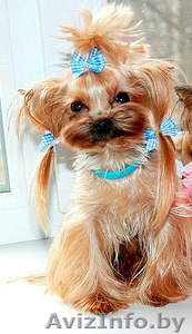 На вязку приглашает супер мини йоркширский терьер #1245553