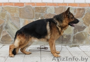кобель Немецкой овчарки для Вязки #261757