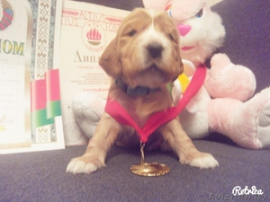 Замечательные щенки кокер спаниеля #1255631