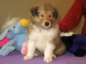 Колли щенки с родословной #1250729