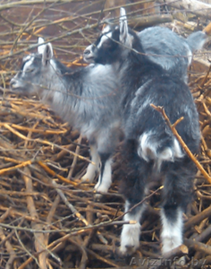 продаю 2 козочки 3 мес. #1253339